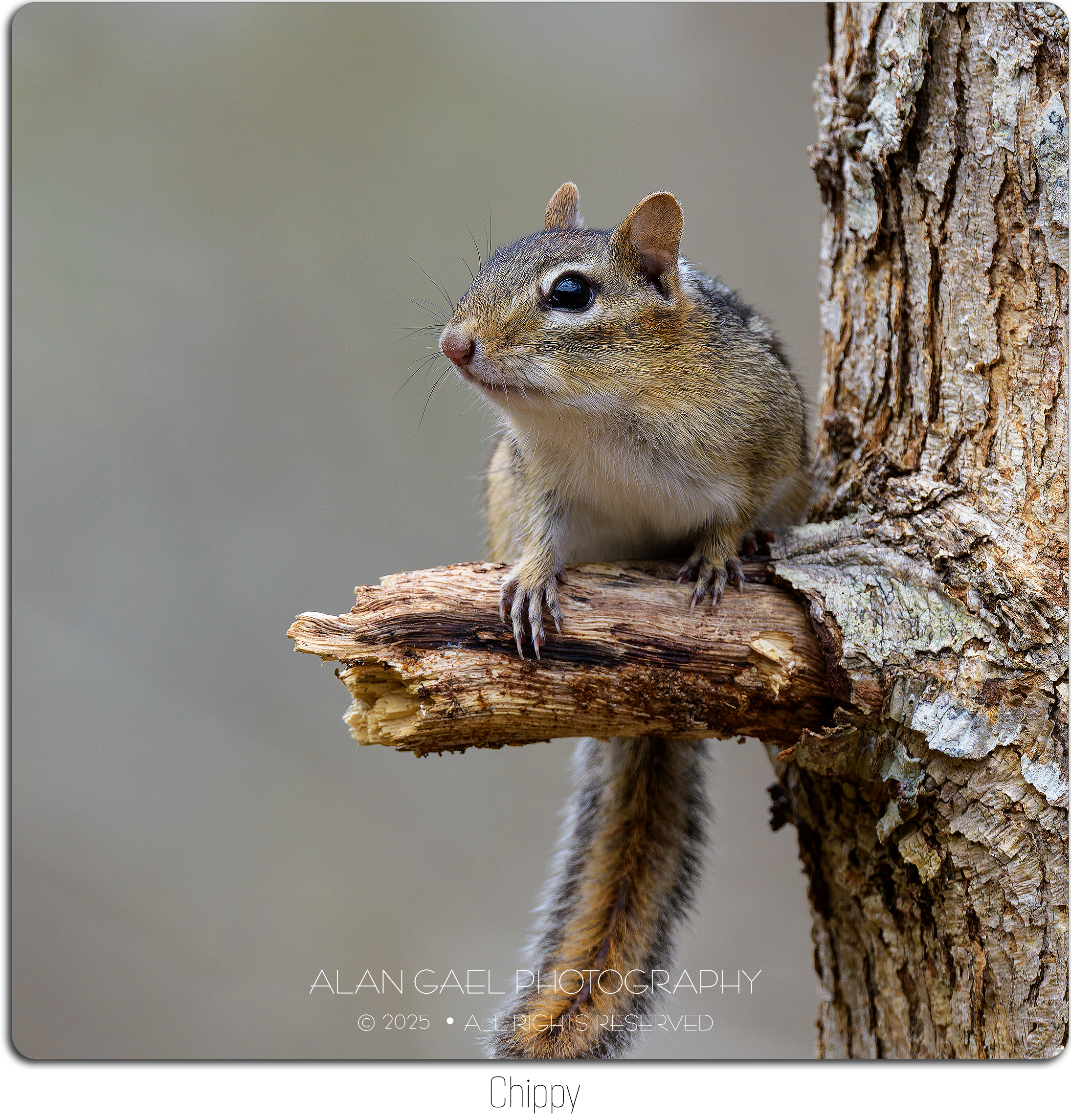 CHIPPY