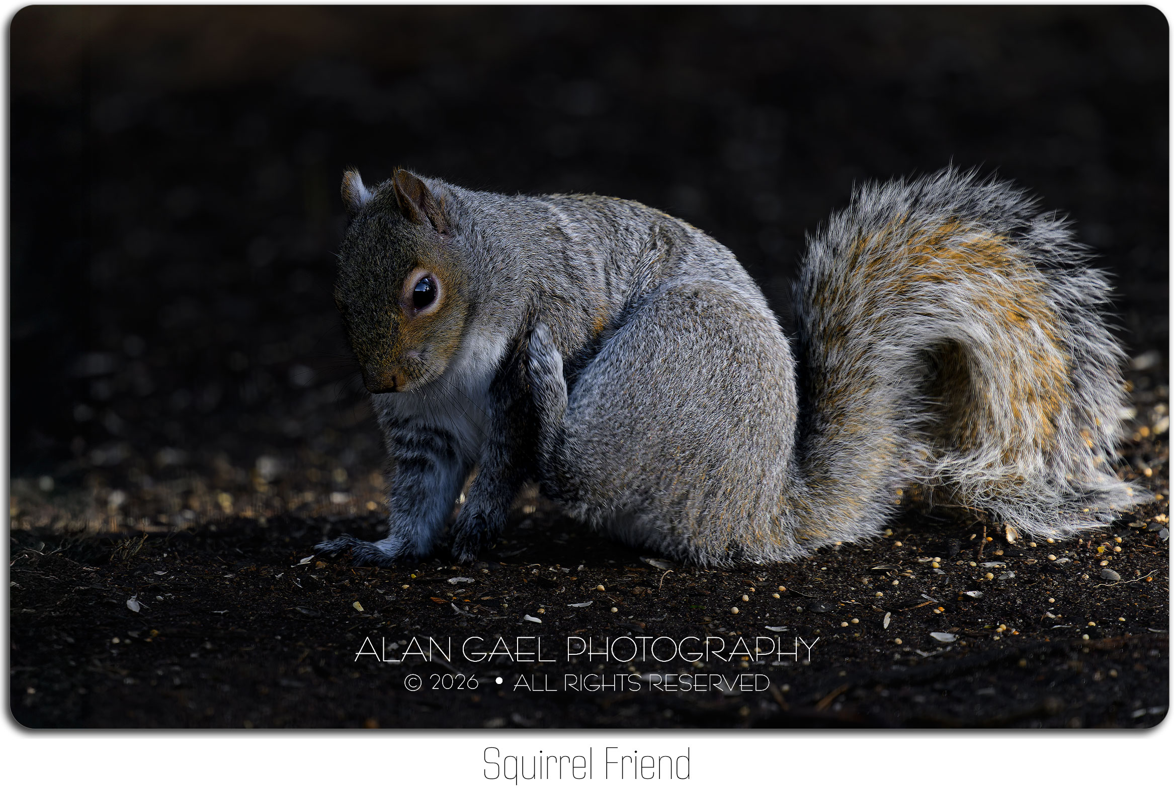 Squirrel Friend