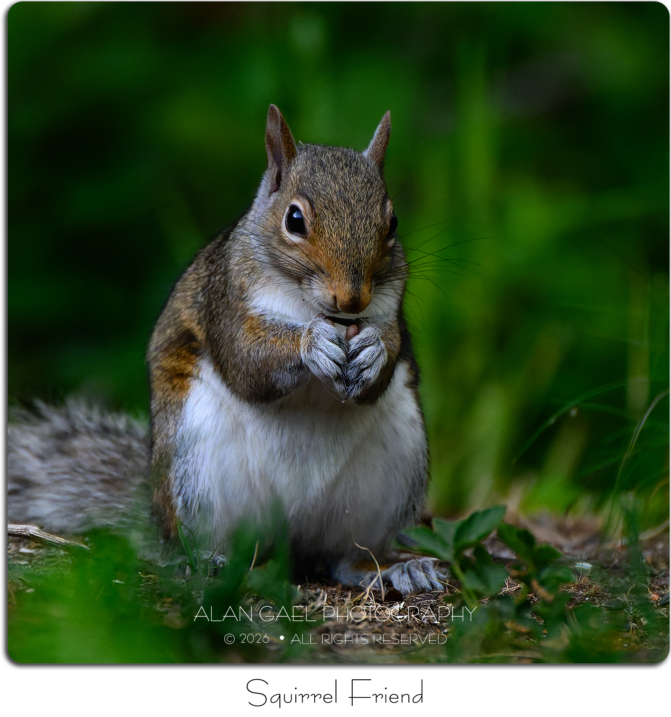 SQUIRREL FRIEND